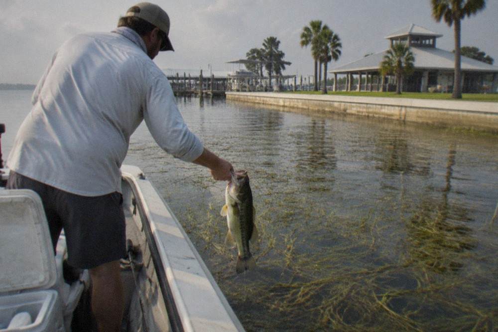 A largemouth bass held at the side of a boat above shallow grass beds on a Florida lake