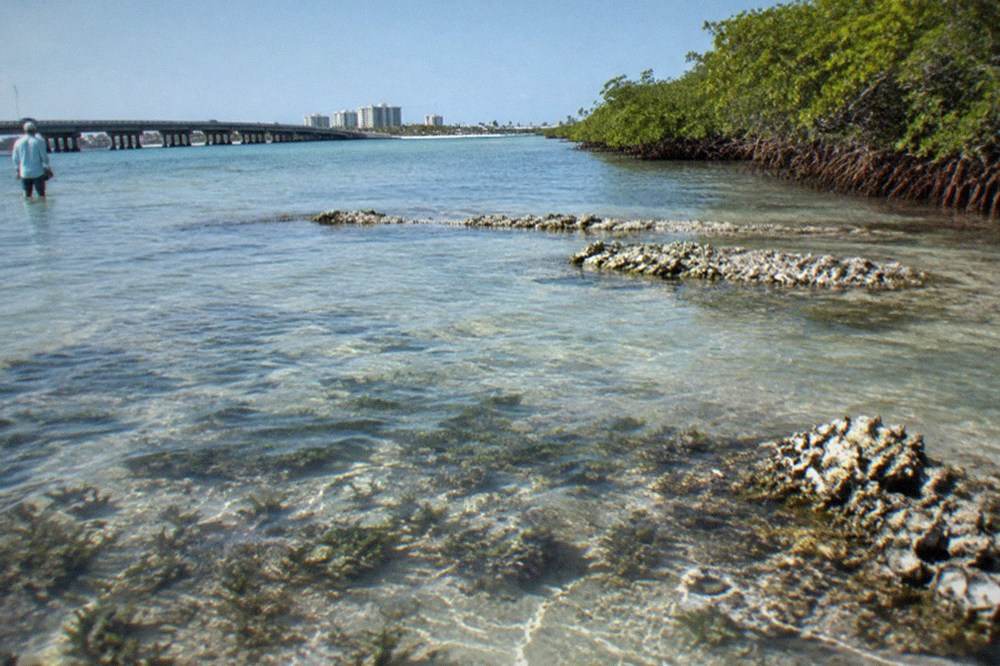 Shallow lagoon flats at low tide with seagrass patches visible through clear water
