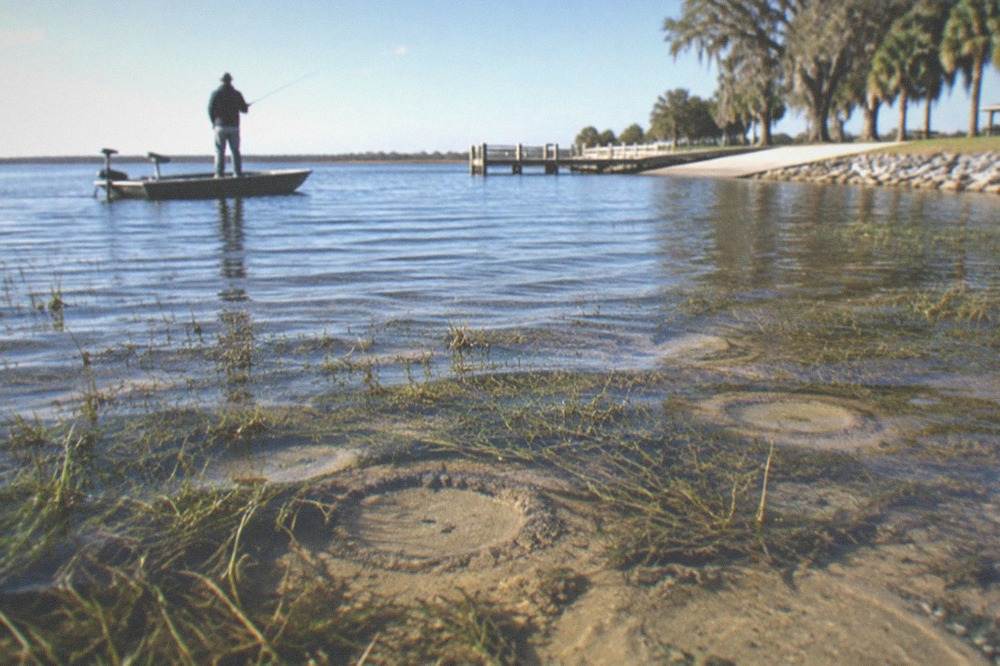Angler casting toward a shallow grass flat with spawning beds visible in clear water
