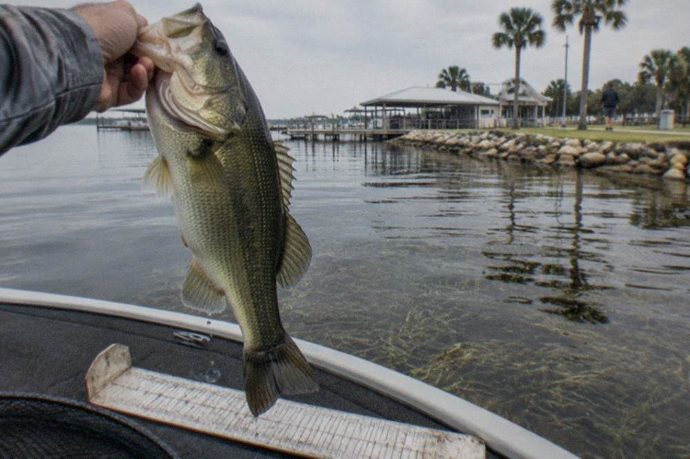 Largemouth bass held above a lake surface near grass beds
