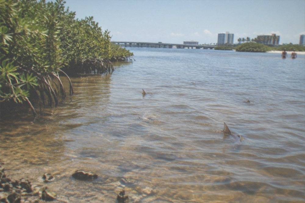 Shallow mangrove-lined lagoon flat at midday