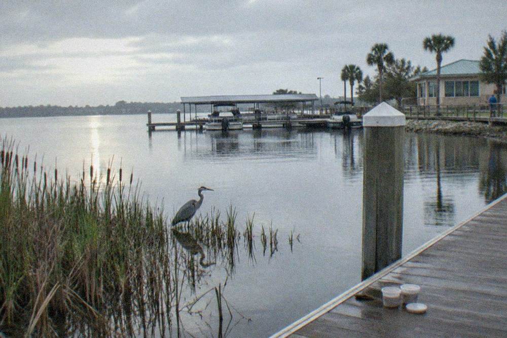 A calm Florida lake at dawn with cattails along the shore