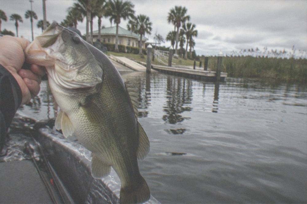Largemouth bass being held toward the camera over the side of a bass boat