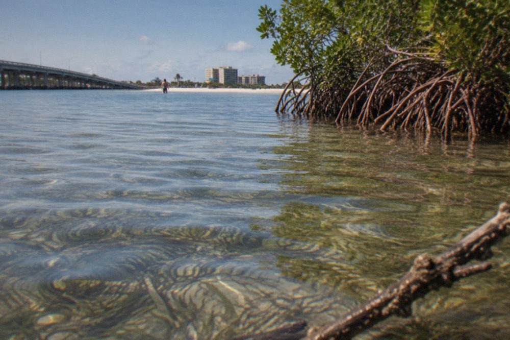 Shallow lagoon flat with visible seagrass beds and mangroves along the shoreline