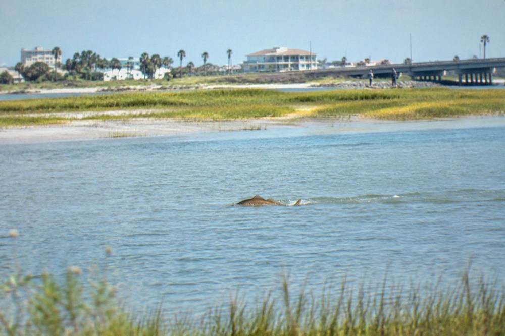 Redfish swimming over a shallow grass flat in clear water