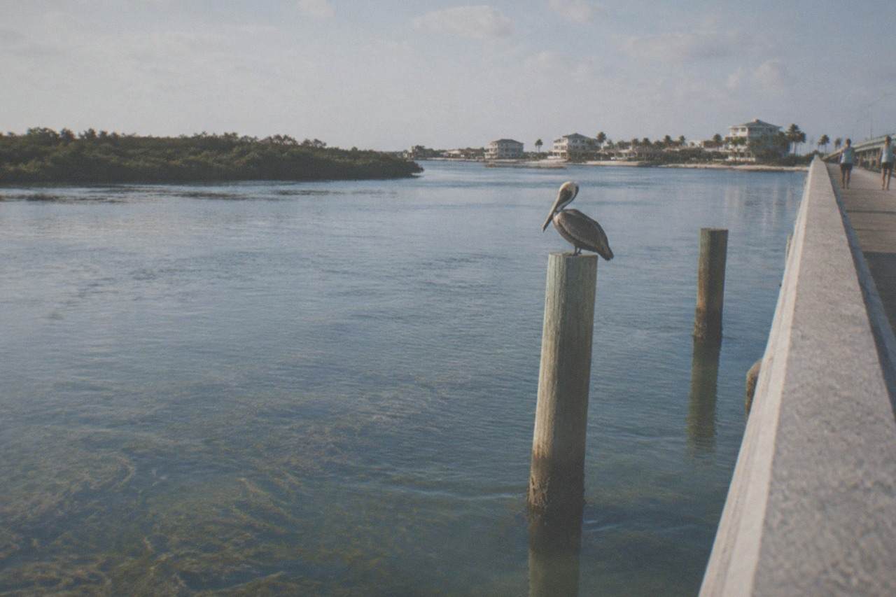 Calm shallow lagoon water with seagrass beds visible under a morning sky