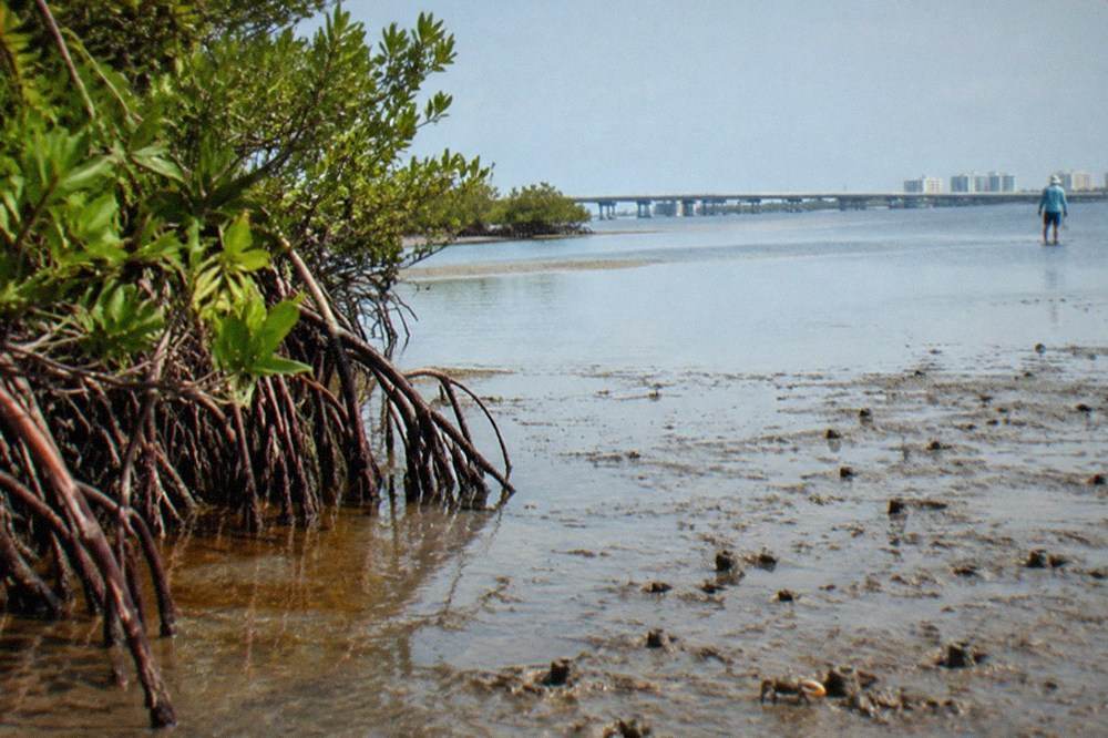 shallow mangrove-lined lagoon flat at low tide